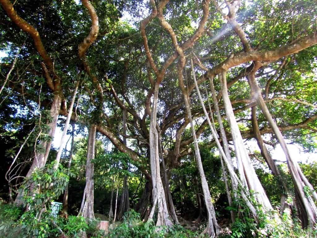 Bán Đảo Sơn Trà