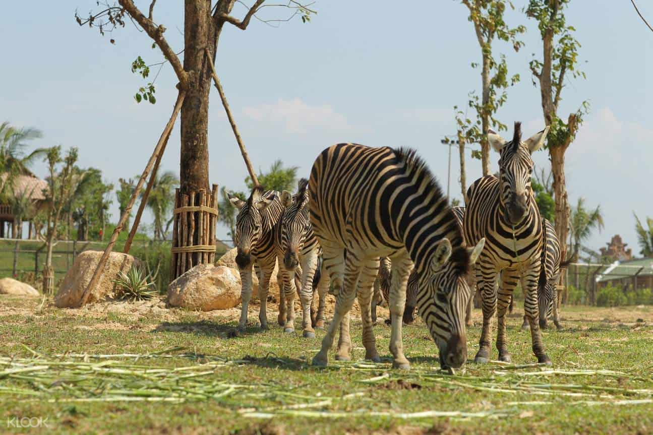 Công viên động vật River Safari